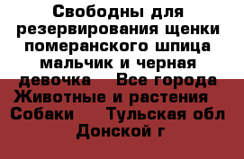 Свободны для резервирования щенки померанского шпица мальчик и черная девочка  - Все города Животные и растения » Собаки   . Тульская обл.,Донской г.